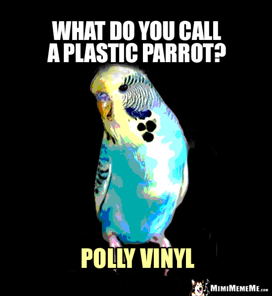Funny Parrot Pun: What do you call a plastic parrot? Polly Vinyl