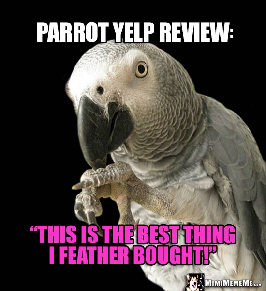 Parrot Yelp Review: "This is the best thing I feather bought!"
