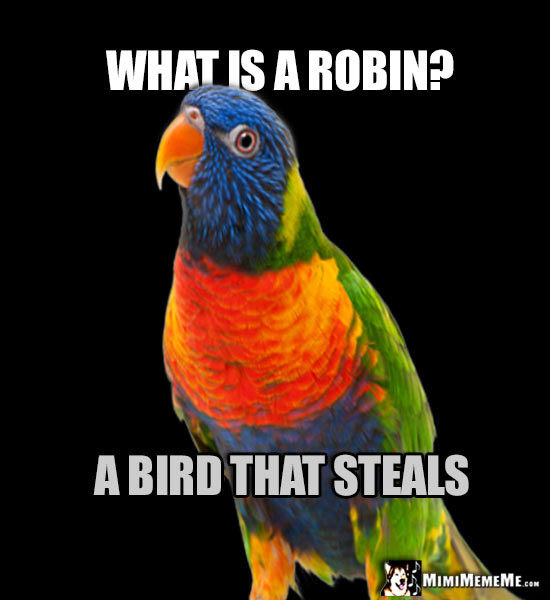 Nosy Parrot Asks: What is a robin? A bird that steals.