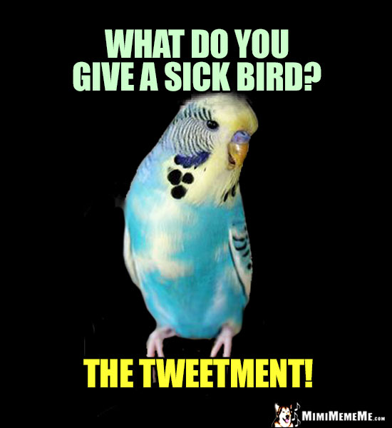 Parrot Riddle: What do you give a sick bird? The Tweetment!