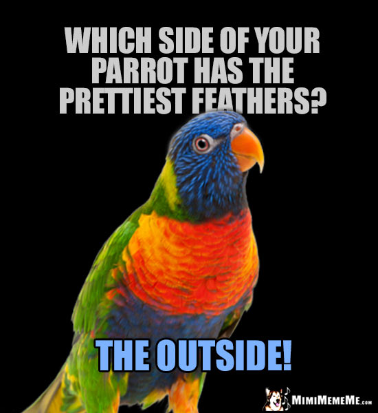 Silly Parrot Joke: Which side of your parrot has the prettiest feathers? The Outside!