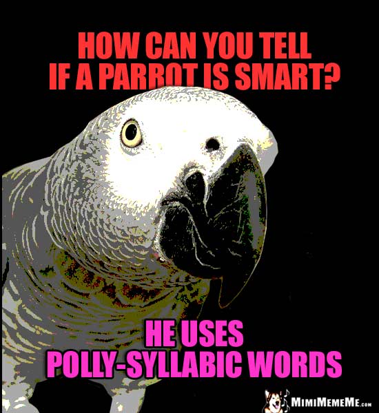 Clever Parrot Asks: How can you tell if a parrot is smart? He uses Polly-syllabic words