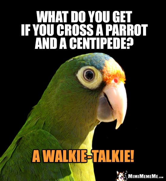 Parrot Riddle: What do you get if you cross a parrot and a centipede? A Walkie-Talkie!
