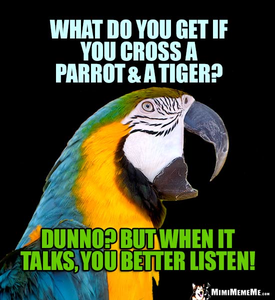 Macaw Wants to Know: What do you get if you cross a parrot & a tiger? Dunno? But when it talks, you better listen!