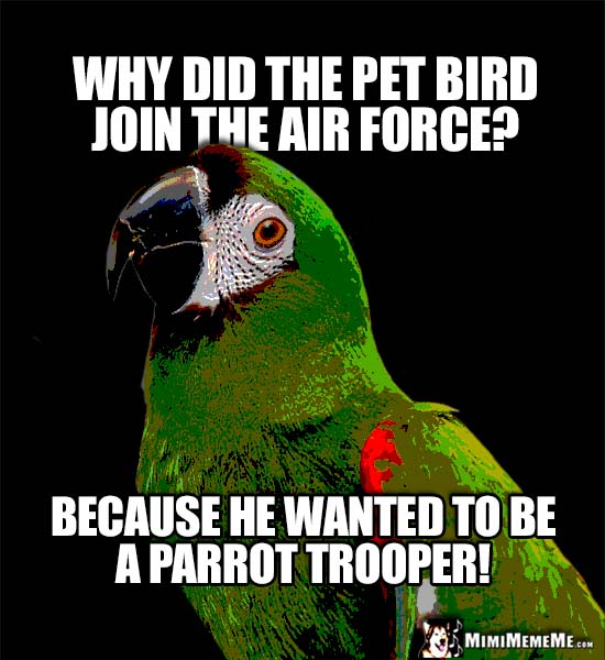 Funny Parrot Says: Why did the pet bird join the air force? Because he wanted to be a parrot trooper!