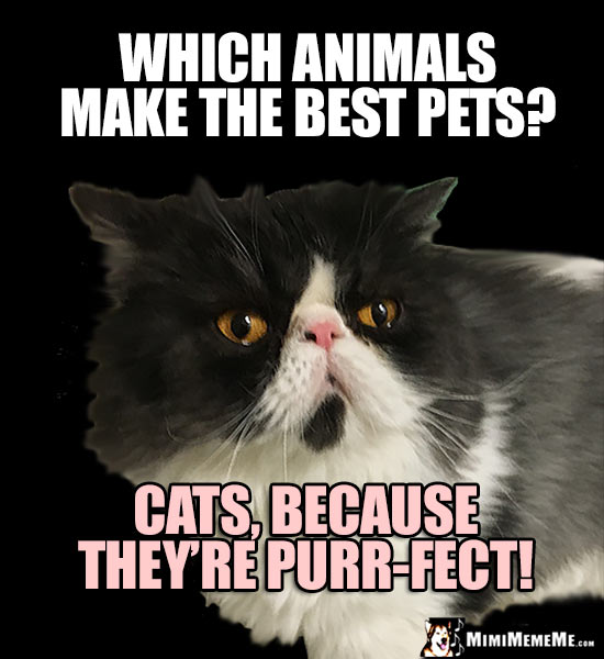 Perfect Cat Asks: Which animals make the best pets? Cats, because they're purr-fect!