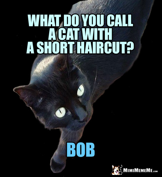 Stylish Cat Humor: What do you call a cat with a short haircut? BOB