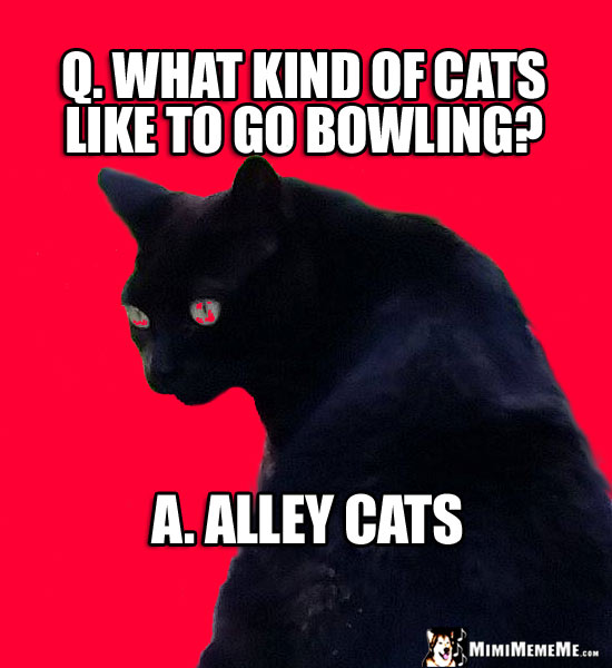 Feral Cat Joke: What kind of cats like to go bowling? Alley Cats