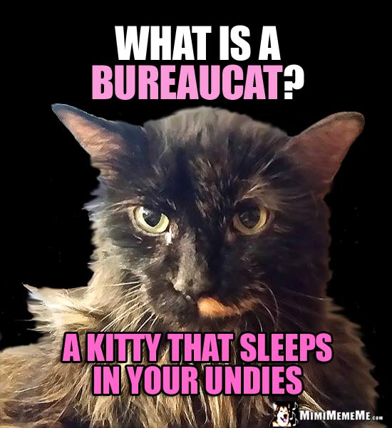 Girly Cat Asks: What is a Bureaucat? A kitty that sleeps in your undies