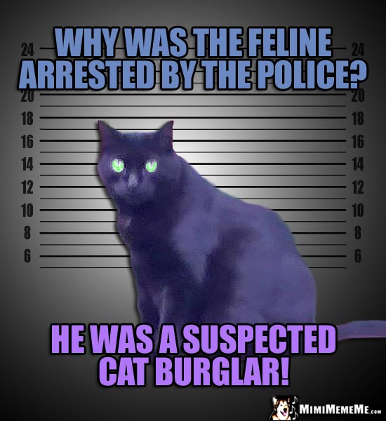 Mugshot Cat Joke: Why was the feline arrested by the police? He was a suspected cat burglar!