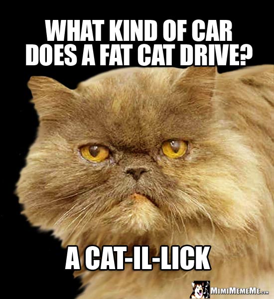 Cat Humor: What kind of car does a fat cat drive? A Cat-il-lick