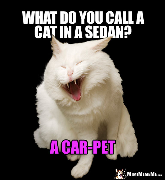 Laughing Cat Riddle: What do you call a cat in a sedan? A car-pet