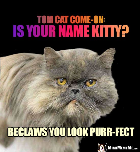 Catty Pick Up Line - Tom Cat Come-On: Is your name Kitty? Beclaws you look purr-fect