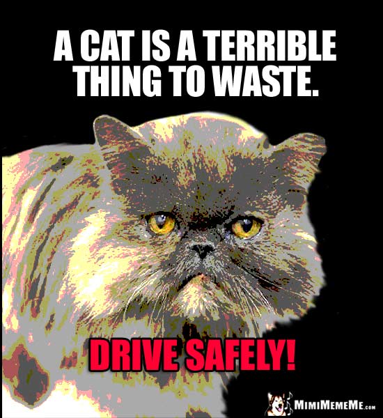 Serious Cat Humor: A cat is a terrible thing to waste. Drive Safely!