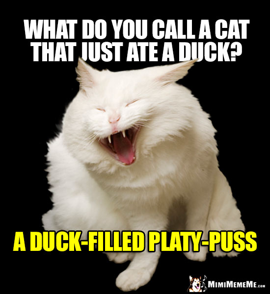 Laughing Cat Asks: What do you call a cat that just ate a duck? A duck-filled platy-puss.