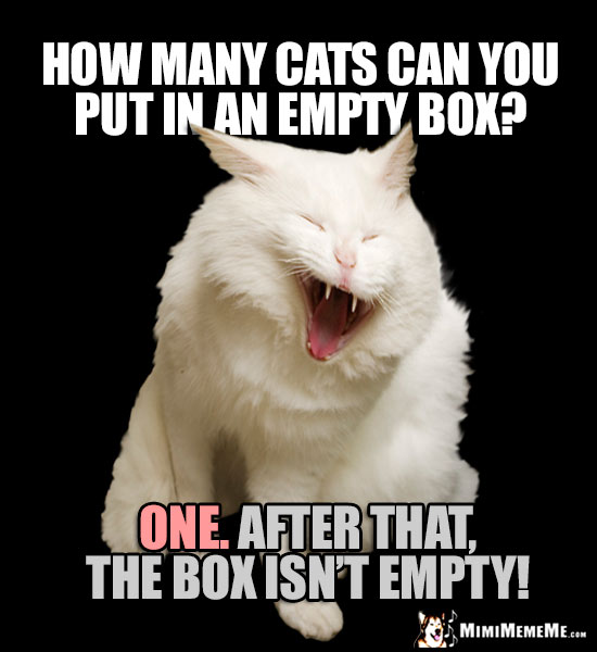 Laughing Cat Riddle: How many cats can you put in an empty box? ONE. After that, the box isn't empty!