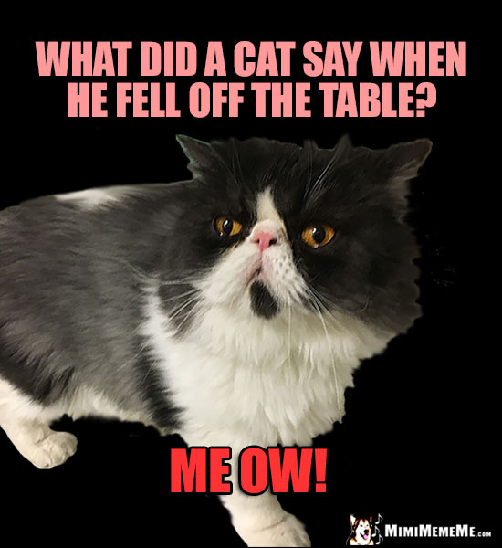 Painful Cat Pun: What did a cat say when he fell off the table? Me Ow!