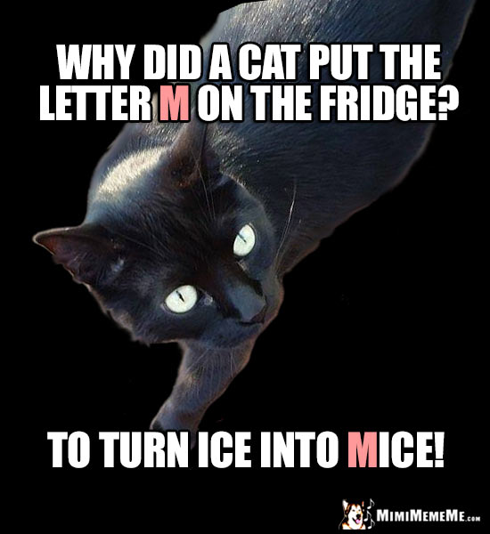 Cool Cat Humor: Why did a cat put the letter M on the fridge? To turn ice into Mice!
