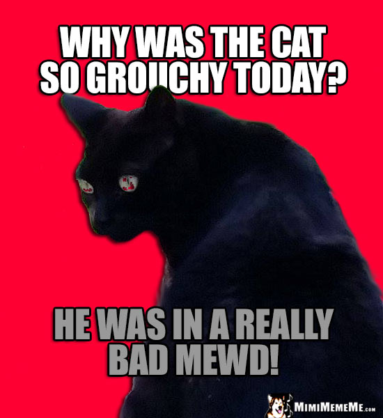 Black Cat Asks: Why was the cat so grouchy today? He was in a really bad mewd!