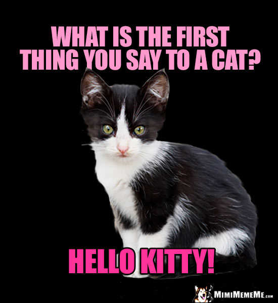 Kitten Asks: What is the first thing you say to a cat? Hello Kitty!