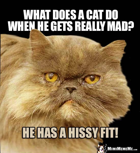 Big Face Cat Asks: What does a cat do when he gets really mad? He has a hissy fit!