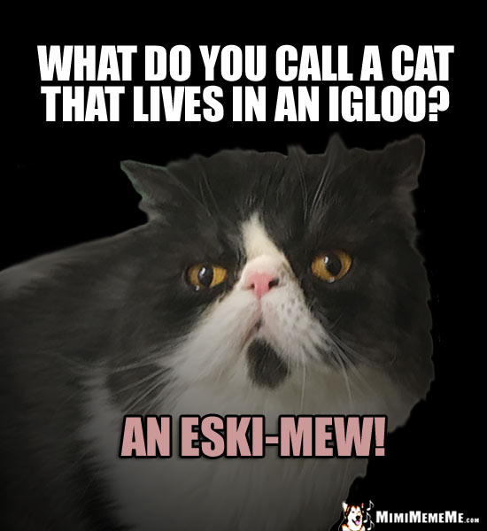 Cold Cat Humor: What do you call a cat that lives in an igloo? An Eski-Mew!