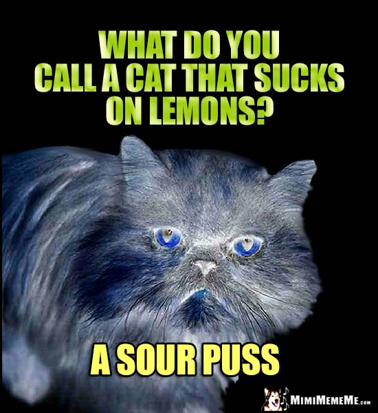 Cat Riddle: What do you call a cat that sucks on lemons? A sour puss