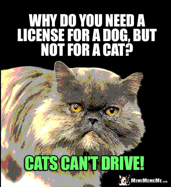 Smug Cat Joke: Why do you need a license for a dog, but not for a cat? Cats can't drive!