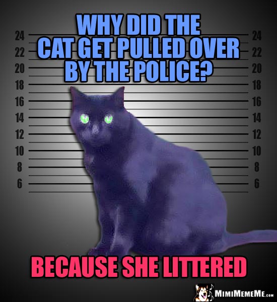 Mugshot Cat Asks: Why did the cat get pulled over by the police? Because she littered.