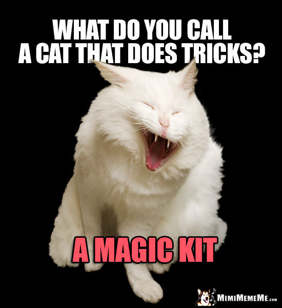 Laughing Cat Humor: What do you all a cat that does tricks? A Magic Kit