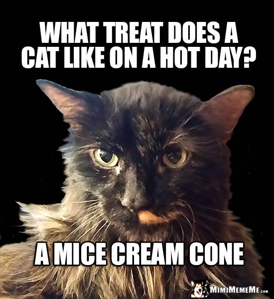 Cat Riddle: What treat does a cat like on a hot day? A mice cream cone