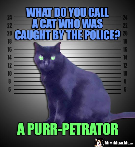 Mug Shot Cat Joke: What do you call a cat who was caught by the police? A Purr-Petrator