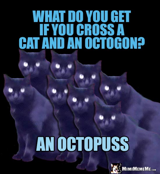 Silly Cat Riddle: What do you get if you cross a cat and an octogon? An Octopuss
