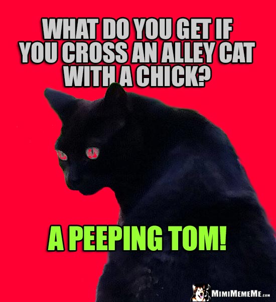 Creepy Black Cat Asks: What do you get if you cross an alley cat with a chick? A Peeping Tom
