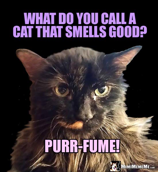 Fancy Cat Asks: What do you call a cat that smells good? Purr-fume!