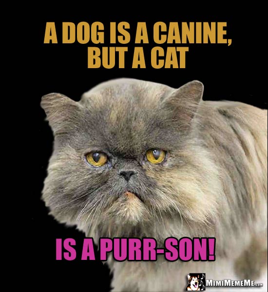 Cat Truths: A dog is a canine, but a cat is a purr-son!