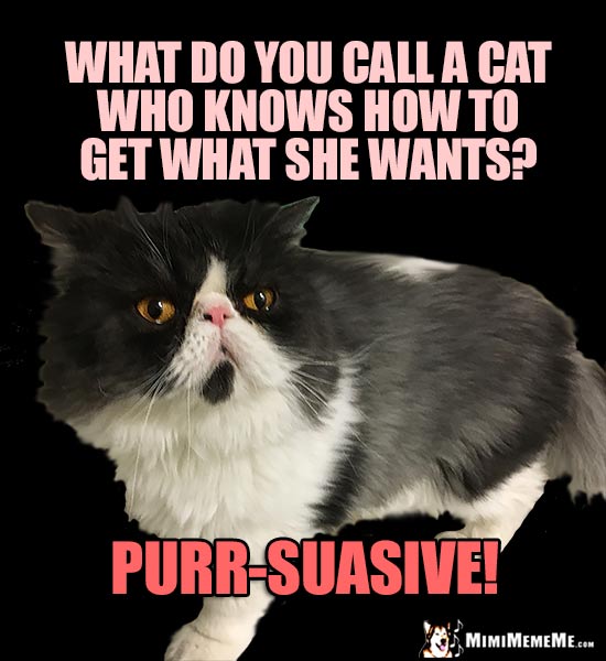 Pretty Kitty Humor: What do you call a cat who knows how to get what she wants? Purr-suasive!