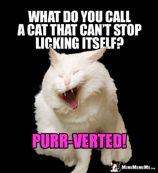 Laughing Cat Asks: What do you call a cat that can't stop licking itself?