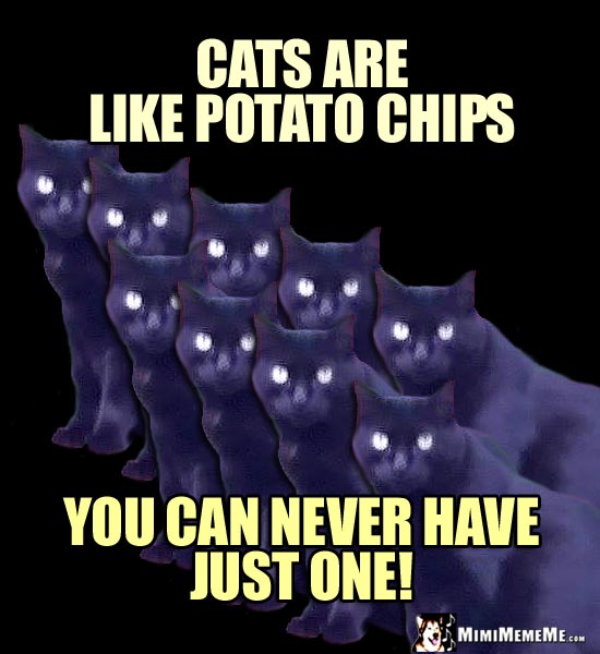 Nine Cats Say: Cats are like potato chips. You can never have just one!