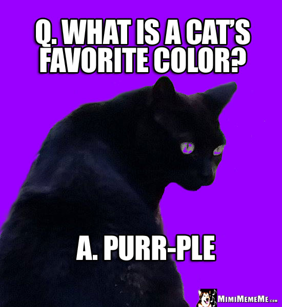 Black Cat Asks: What is a cat's favorite color? Purr-ple