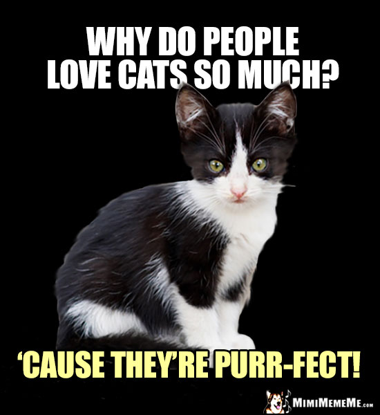 Baby Kitten Asks: Why do people love cats so much? 'Cause they're purr-fect!