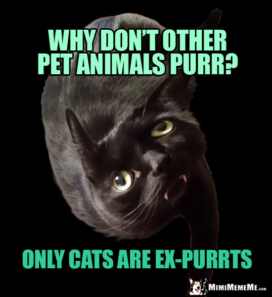 Black Fang Cat Wonders: Why don't other pet animals purr? Only cats are ex-purrts