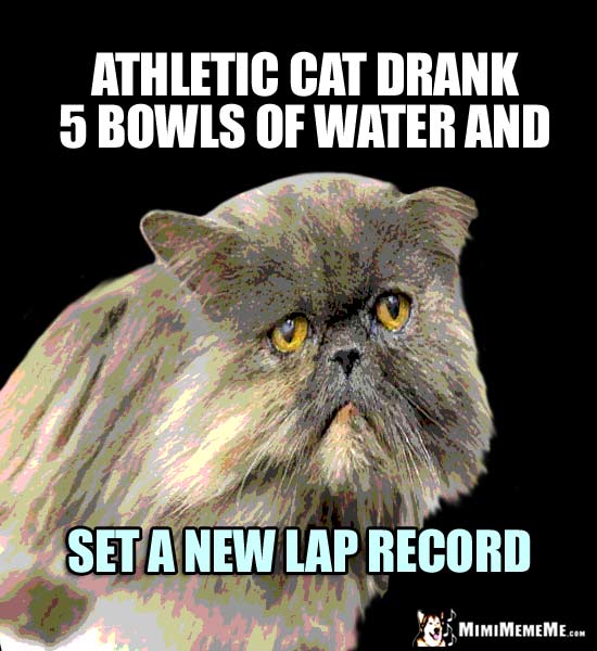 Cat Humor: Athletic cat drank 5 bowls of water and set a new lap record