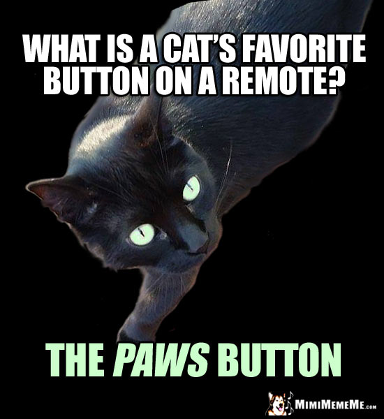Cat Riddle: What is a cat's favorite button on a remote? The Paws Button