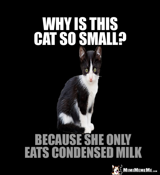 Tiny Kitteh Asks: Why is this cat so small? Because she only eats condensed milk.