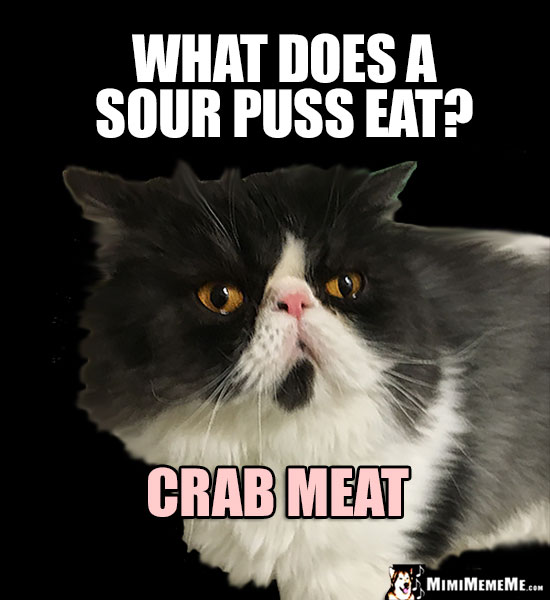 Crabby Cat Joke: What does a sour puss eat? Crab meat!