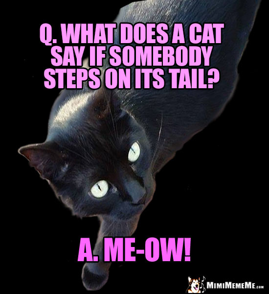 Black Cat Joke: Q. What does a cat say if somebody steps on its tail? A. Me-ow!