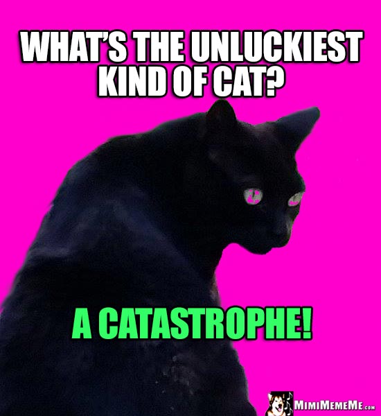 Black Cat Humor: What's the unluckiest kind of cat? A Catastrophe!