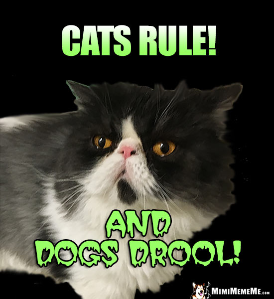 Funny Cat Says: Cats Rule! And Dogs Drool!