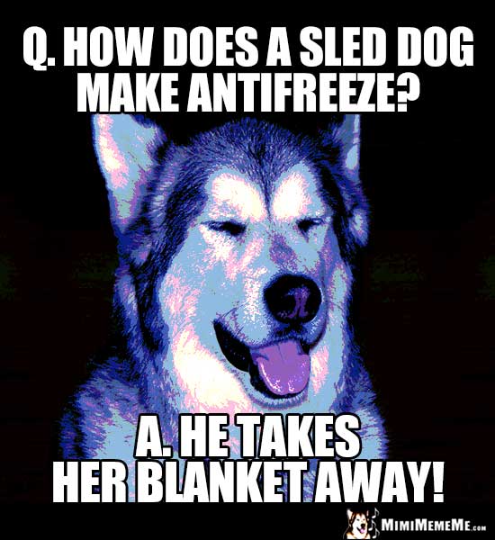 Sled Dog Riddle: Q. How does a sled dog make antifreeze? A. He takes her blanket away!